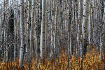 Aspen Trees late in the fall season. Aspen, Colorado.