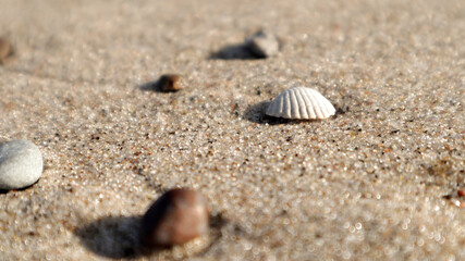 Fototapeta na wymiar bałtyk muszla piasek