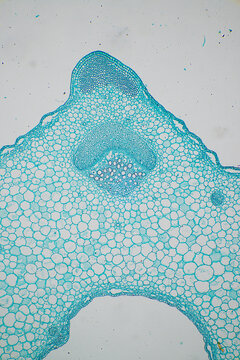 Stem Collenchyma plant cells