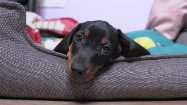 Adorable dachshund puppy has had enough of playing and running around, tired, so baby dog rests with its head on side of pet bed, front view.
