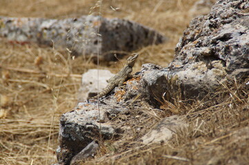 lizard