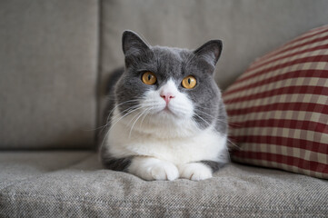 British Shorthair lying on the sofa