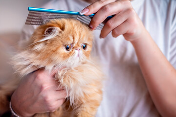 Woman's hand brushing exotic short hair cat