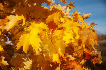 Background group autumn orange leaves. Outdoor.