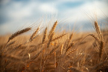 Close up of rye ears, field of rye in a summer sunrise time.