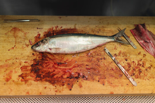 Fish inspection