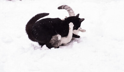 Two cats playing in the snowy winter