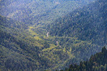 view of the taiga of mountain Altai from a height of 2.600 meters above sea level, with cedars and a river flowing in the lowland