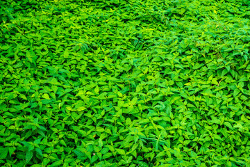 stinging nettles in a full frame