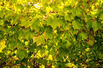 wild wine leaves on a garden fence in autumnal colors