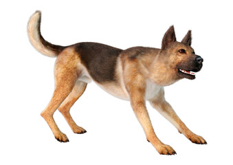 3D Rendering German Shepherd on White