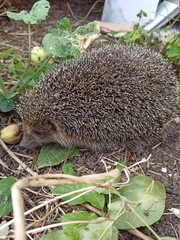 hedgehog in the grass