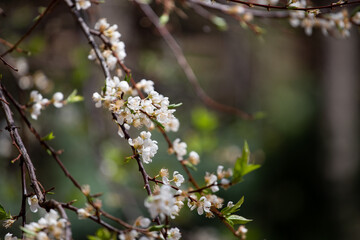 Beautiful Blossoms