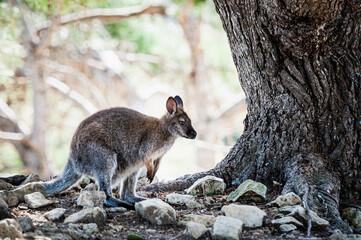 Adorable wallaby de bennett dans un parc animalier	