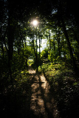 Waldwanderweg  in die Sonne