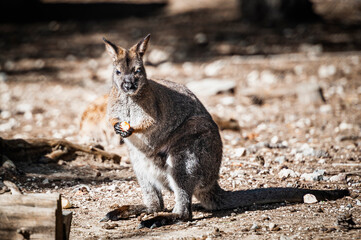 Naklejka na ściany i meble Adorable wallaby de bennett dans un parc animalier 