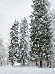 Frozen branches on white sky background. Atmospheric forest land