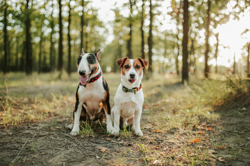 Dogs jack russell and mini bullterrier 