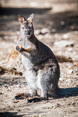 Adorable wallaby de bennett dans un parc animalier	