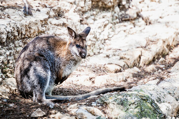Adorable wallaby de bennett dans un parc animalier	
