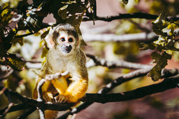 Petit singe saïmiri jaune à tête noire ou singe-écureuil