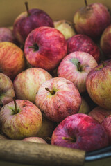 Freshly harvested apples in bucket on the lawn. Selective focus. Shallow depth of field.