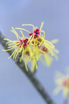 Witch hazel