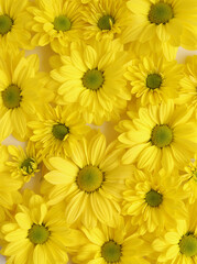 Yellow camomile, flower background, yellow georgina pattern photography, august bright flowers