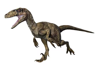 Poster 3D Rendering Dinosaur Deinonychus on White © photosvac