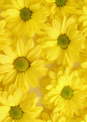 Yellow camomile, flower background, yellow georgina pattern photography, august bright flowers