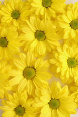 Yellow camomile, flower background, yellow georgina pattern photography, august bright flowers