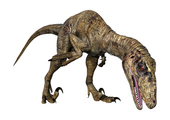 Fototapeta premium 3D Rendering Dinosaur Deinonychus on White
