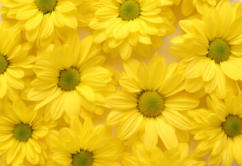 Yellow camomile, flower background, yellow georgina pattern photography, august bright flowers