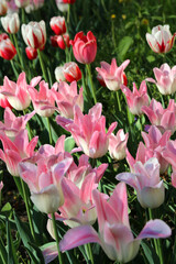 Beautiful delicate tulips lit by the sun in spring garden