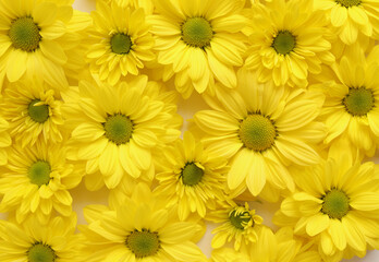 Yellow camomile, flower background, yellow georgina pattern photography, august bright flowers