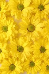 Yellow camomile, flower background, yellow georgina pattern photography, august bright flowers