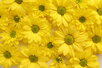 Yellow camomile, flower background, yellow georgina pattern photography, august bright flowers