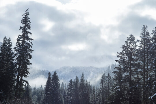 Fog in the Valley