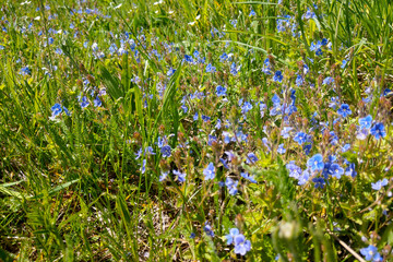 Fototapeta premium Beautiful wild blue flowers in green grass on a sunny day.