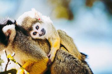 Bébé singe saïmiri jaune à tête noire ou singe-écureuil
