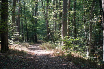 Idyllischer Wanderweg im Wald mit Lichtstreifen