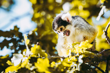 Petit singe saïmiri jaune à tête noire ou singe-écureuil