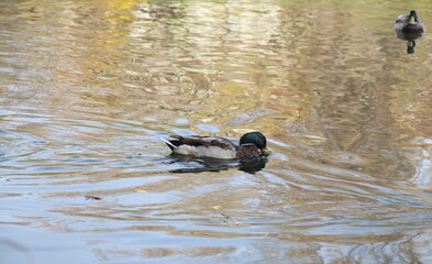 Mallard female duck catches the food before the fish while in the water.