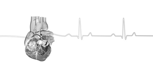Heart anatomy black and white graphic, with lines showing the pulse, heart beat wave, electrocardiogram