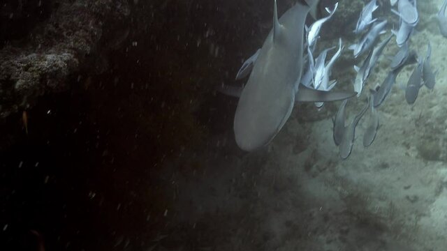 Grey reef shark surrounded by remoras in maldives

