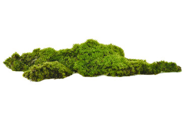 Green moss with grass isolated on white background © SAKORN