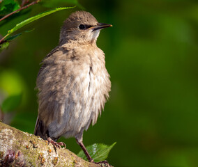 Young starling bird sitting on the branch of a tree