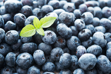 Fresh summer blueberry, beautiful berry background