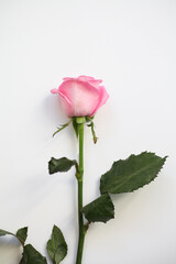 Pink rose on a white background. For cards, posters, calendars, business cards.