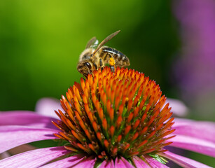 Bee collecting nectar at a conflower blossom